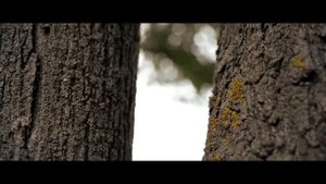 Тест Объектива nikon 24 85mm