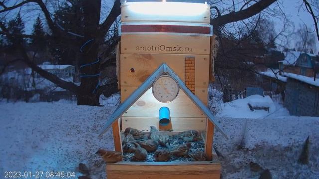 Птички уже на завтраке,а то потом белочка Даша прибежит #Омск,Россия #авторство smotriomsk. смотреть онлайн