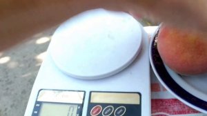 Пізній персик ЛАУРОЛ. Обзор 2023 року.