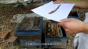 Обработка пчёл Китайскими пчеловодами.