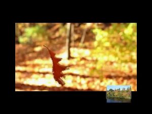 Осень золотая в гости к нам пришла