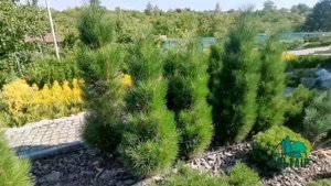Сосна чорна  Zimmer на замовлення з розплідника