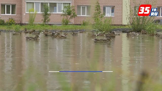Вокруг обжитой утками лужи в череповецком дворе появляется сквер смотреть онлайн