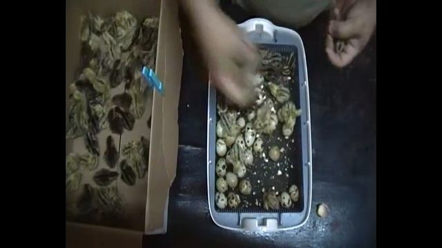 Birth of chicks смотреть онлайн