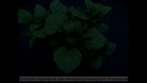 КАРТОФЕЛЬ 2023: Любава, Каменский, Утро раннее, Удача