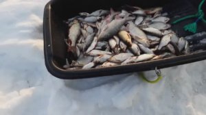 ЛОВЛЯ ПЛОТВЫ НА КИВОК И МОРМЫШКУ. САНИ РЫБЫ У ПНЯ. РУКИ ОТВАЛИВАЮТСЯ ОТ КЛЕВА