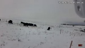 Абердин-Ангусы добывают пропитание из-под снега