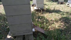 Весомый аргумент в пользу северо-крымского улья.