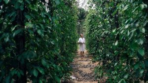 7332179-hd_1920_1080_25fps