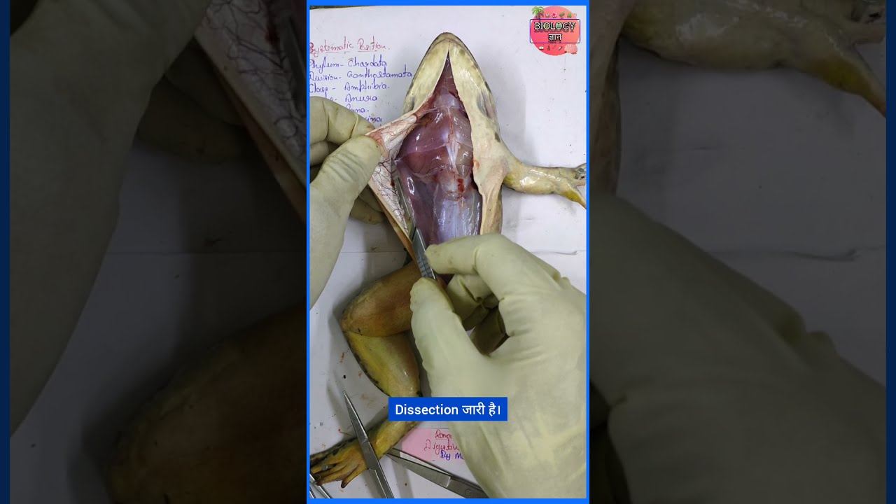 Frog Dissection and Digestive System | 🐸step by step😳Live😱 | Manish Infinity