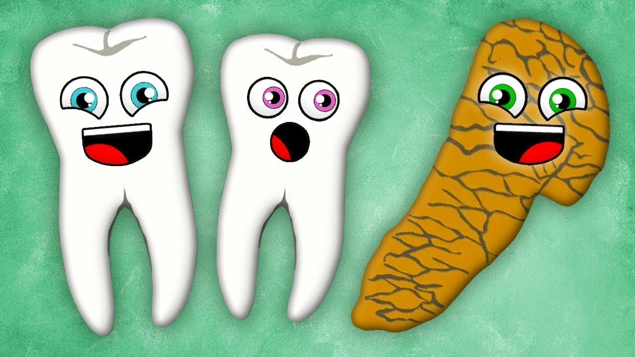 The Teeth and Pancreas! | KLT Anatomy