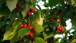 856073-hd_1920_1080_30fps