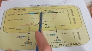 & 4 Транскрипция. Пре-М рибонуклеин қышқылының  посттранскрипциялық модификациясы.