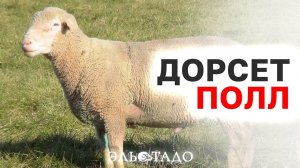 Элитная порода овец Дорсет Полл! Племенные животные из Европы! Разведение овец в России
