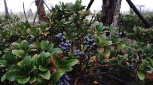 10938748-hd_3840_2160_30fps