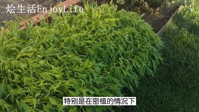 【种菜】如何给菜浇水？见干见湿还是小水勤浇, 上午浇还是中午浇, 西红柿结果期如何浇水 How to water vegtables properly смотреть онлайн