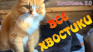 Все хвостики