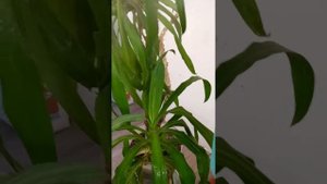опрыскиватель аккумуляторный на 2 литра полный обзор.