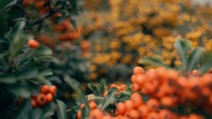 10035484-uhd_3840_2160_25fps