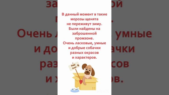 🆘🆘🆘 Крошки ищут дом и семью ‼️