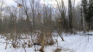 Ловля птиц 1.12.24.