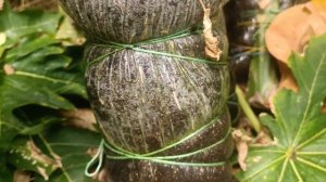 карликовая папайя как вырастить