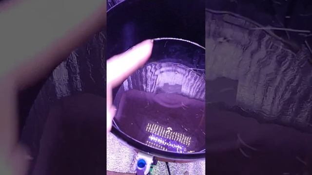 Сода подготовка гидропонной установки и промывки системы