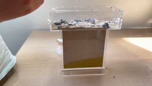 Муравьиная ферма 🐜