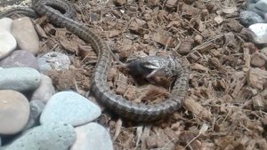 Кормление Узорчатого Полоза