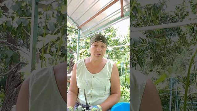 Малина.Кладезь витаминов.#малина#ароматравы смотреть онлайн