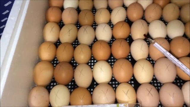 Начало инкубации/закладка яиц в инкубатор/ смотреть онлайн