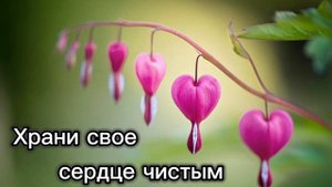 Храни свое сердце чистым || Христианская песня 🎵🎧