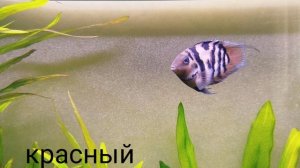 Сапфировый или тигровый попугай. Красивые самцы!!