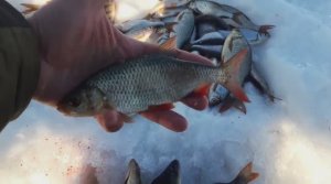 ЛОВЛЯ НА БЕЗМОТЫЛКУ. КОРЯГИ ЗАБИТЫ ПЛОТВОЙ, ОКУНЕМ. БЫЛИ В ШОКЕ КОГДА УВИДЕЛИ