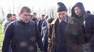 Высота среза при уборке пшеницы технология прямого посева