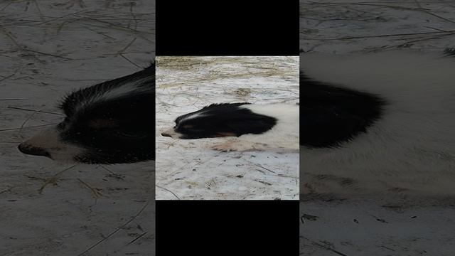 Бубочка ищет дом
