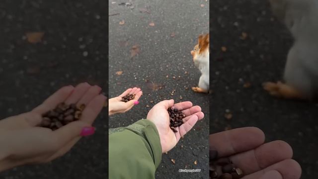 Щас как кусит. #белка