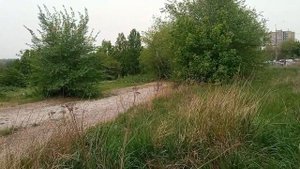 полынь в магии, как ведьму учат духи,как выглядит полынь горькая, когда нужно собирать полынь