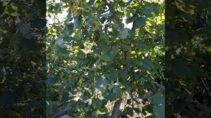 Опылитель для фундука Трапезунд !