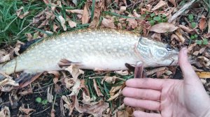 Искровка часть 2 щука есть