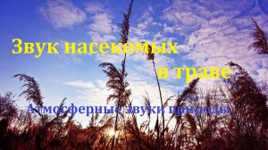 Звук насекомых в траве. Звуки природы