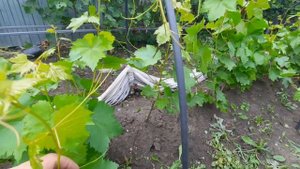 Школка с саженцами винограда. Чем сейчас подкармливать виноград.