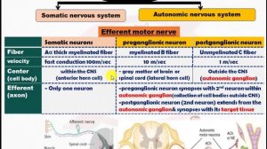 autonomic nervous system lecture one