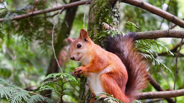 Белочка и не одна. Реальная история из жизни бывалого охотника, случай во время охоты на медведя. смотреть онлайн