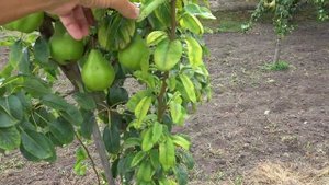 Редкий французский сорт груши ЛЕКТЬЕ /Новинка коллекции