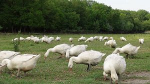 Звуки гусей на природе