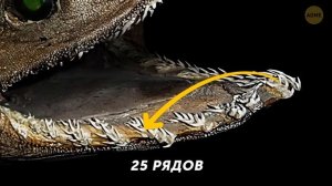 Почему зубы мегалодона — это всё, что у нас есть. Дикая природа и животные вокруг нас