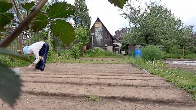 Дачный сезон Появление новых листочков у свеклы. Рыхление Прополка