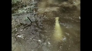 Завтрак на траве - Между нами дикарями говоря