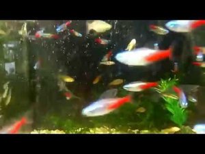 Бриллиантовые неоны